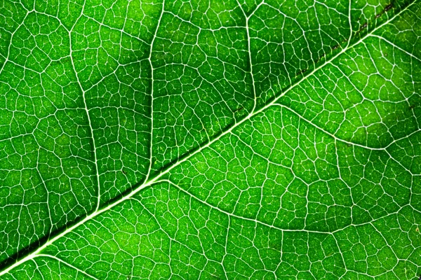 Gros plan de la feuille vert vif — Photo