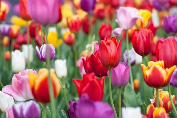 Bunte Blütentulpen — Stockfoto