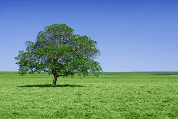 Lone albero verde in natura — Foto Stock