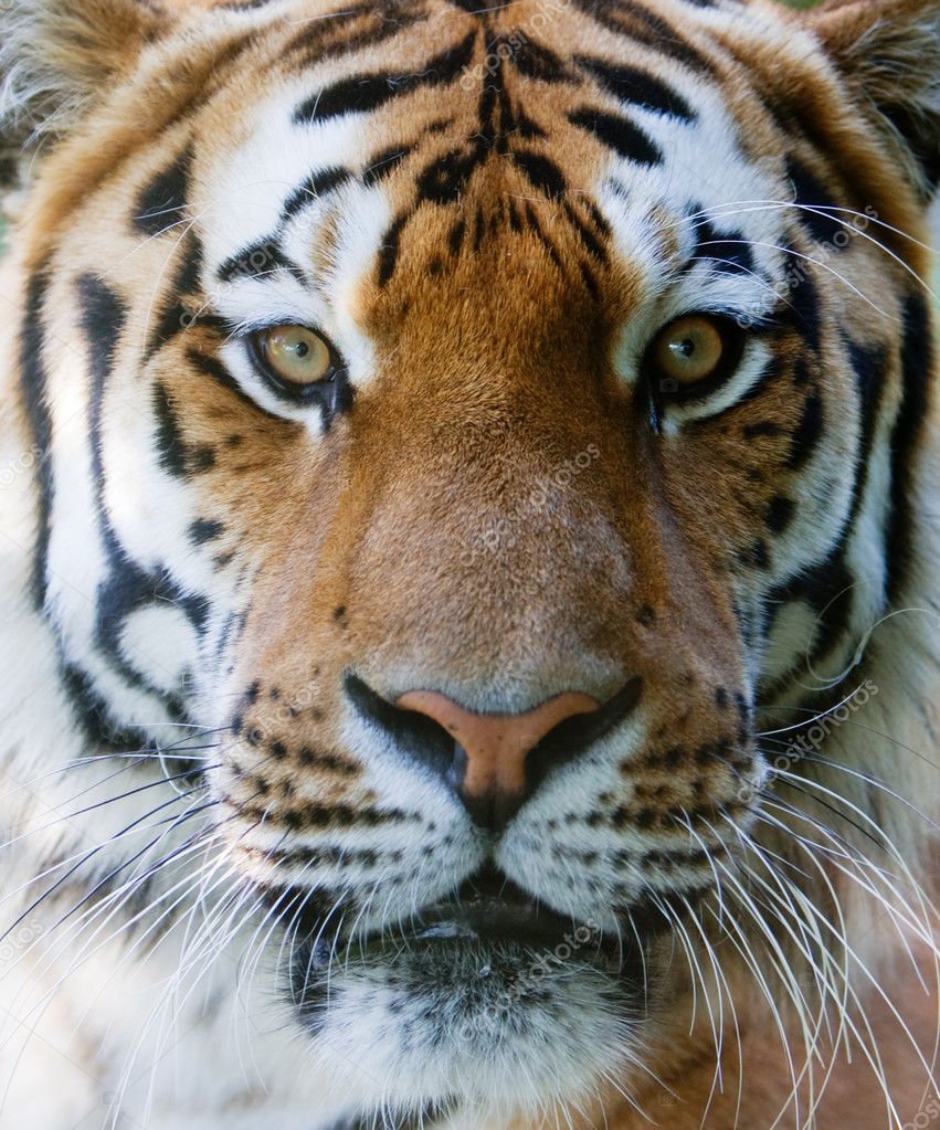 Rostro de tigre - tiger face