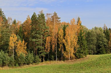 altın yaprağı ile çok renkli sonbahar manzarası.