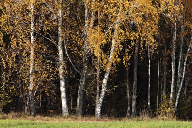 altın yaprağı ile çok renkli sonbahar manzarası.
