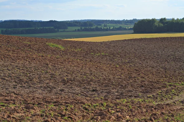 Vista sobre el campo de verano . — Foto de Stock