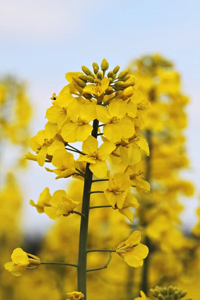 Kanola şube alanlar'ın altında