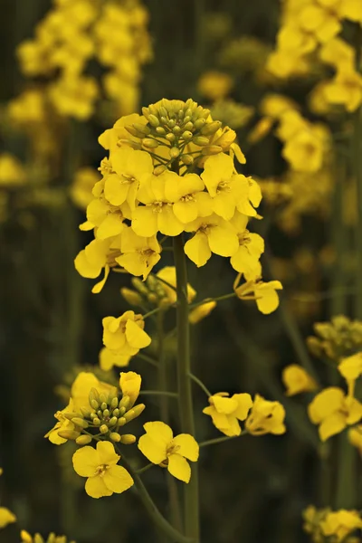 Kanola şube alanlar'ın altında