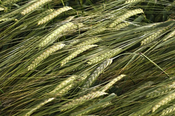 Groene korenaren een rogge — Stockfoto