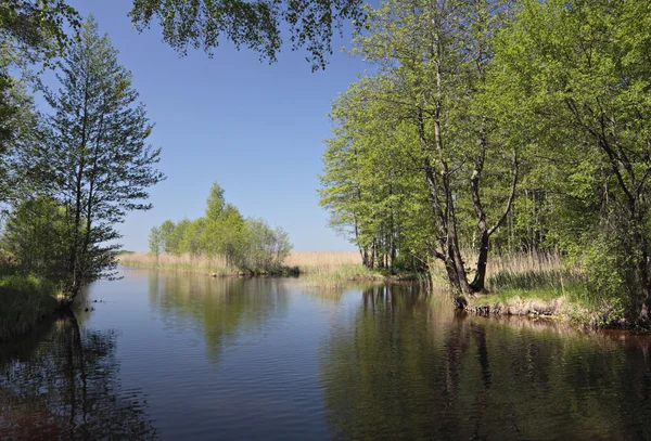 Zomer landschap. Stockafbeelding