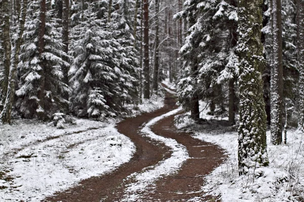 A road in the wood with the first snow of winter. — Stock Photo, Image