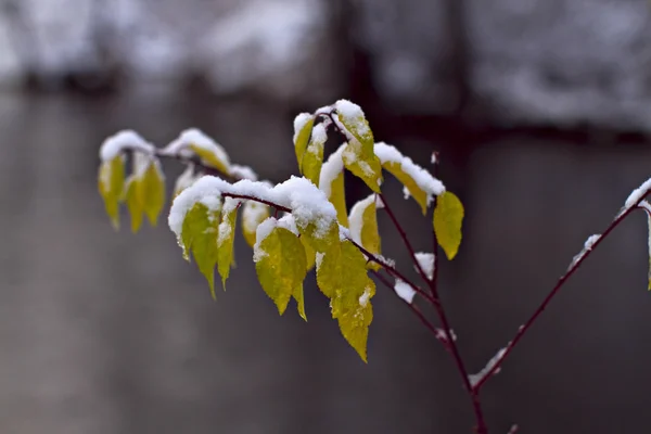 Branches congelées . — Photo