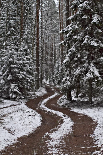 Uma estrada na floresta com a primeira neve do inverno . — Fotografia de Stock