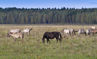 kemeri Milli Parkı, Letonya, Avrupa'nın yaban atları.