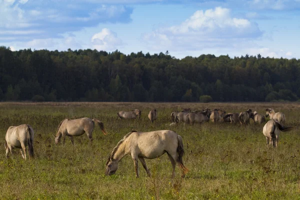 kemeri Milli Parkı, Letonya, Avrupa'nın yaban atları.