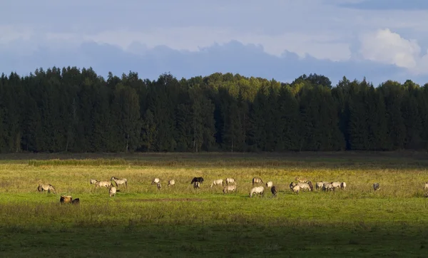Wild horses in Kemeri National park, Latvia, Europe. — Stock Photo, Image