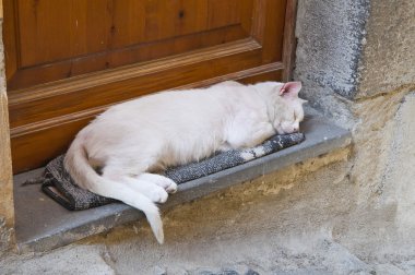 uykulu kedi.