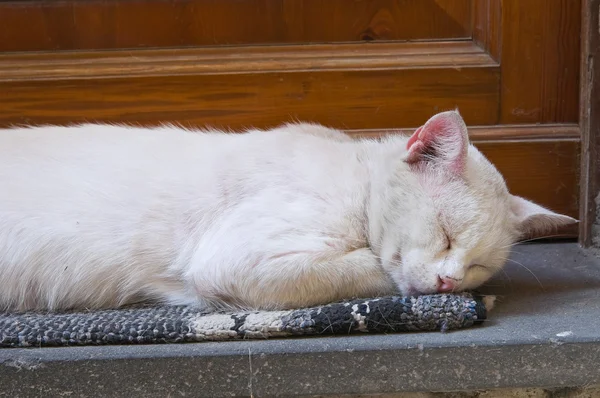 Sömnig katt. — Stockfoto