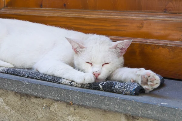 Gato sonolento . — Fotografia de Stock