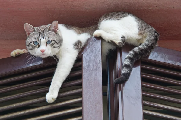 Kot wspinaczka okno. — Zdjęcie stockowe