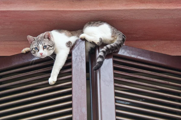 Kot wspinaczka okno. — Zdjęcie stockowe