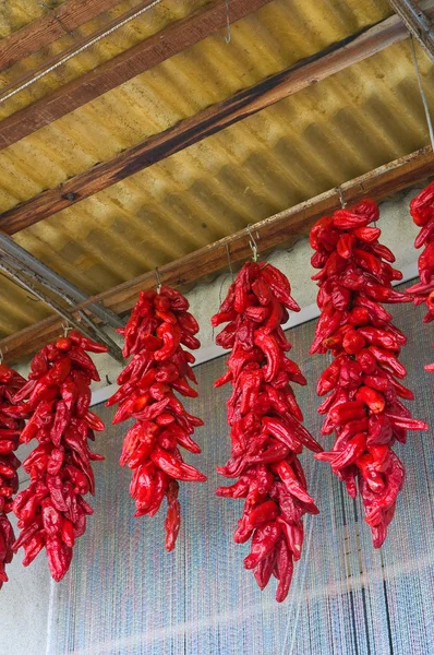 Red hot peppers hanging on the wall. — Stock Photo, Image