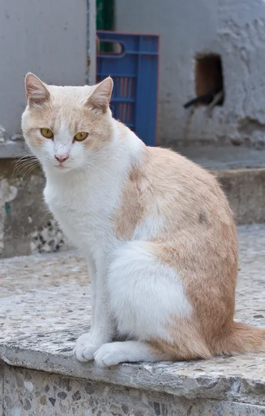 在楼梯台阶上的虎斑猫. — 图库照片