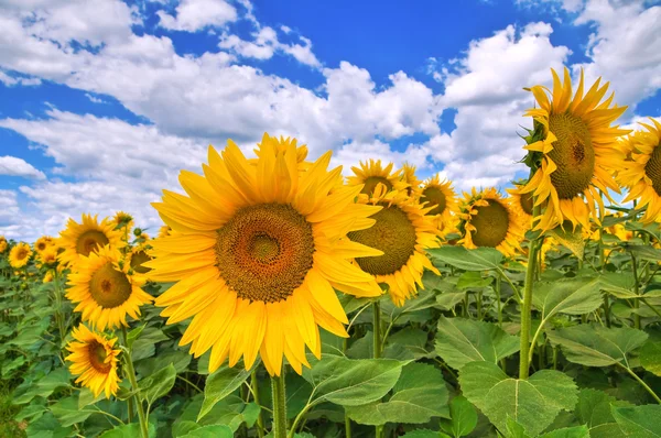 Sunflower field. Stock Photo