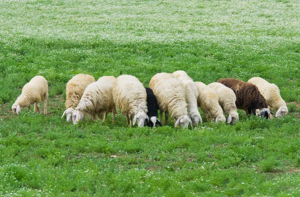 Rebanho de ovinos . — Fotografia de Stock