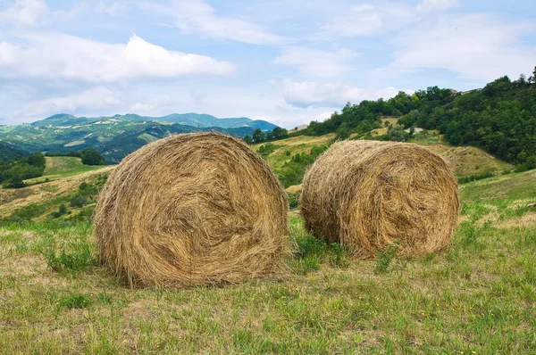 Hay bale field. — Stock Photo, Image