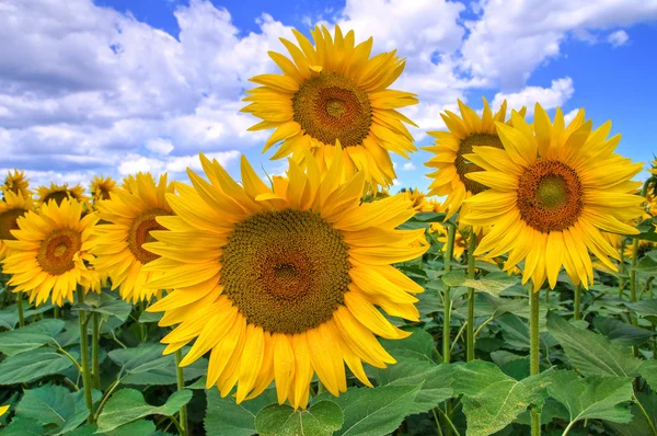 Sunflower field. Royalty Free Stock Images