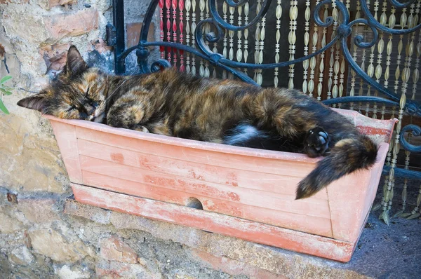 Gato sonolento . — Fotografia de Stock