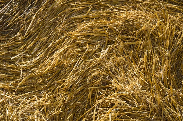 Hay bale. — Stock Photo, Image