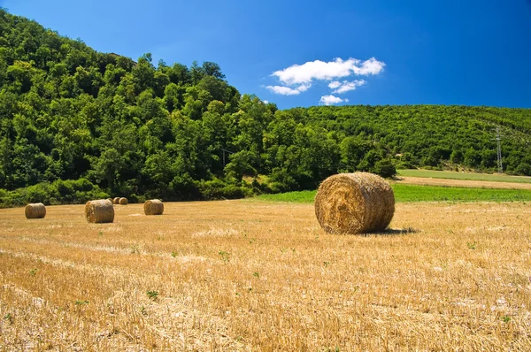 Campo de pacas de heno . — Foto de Stock