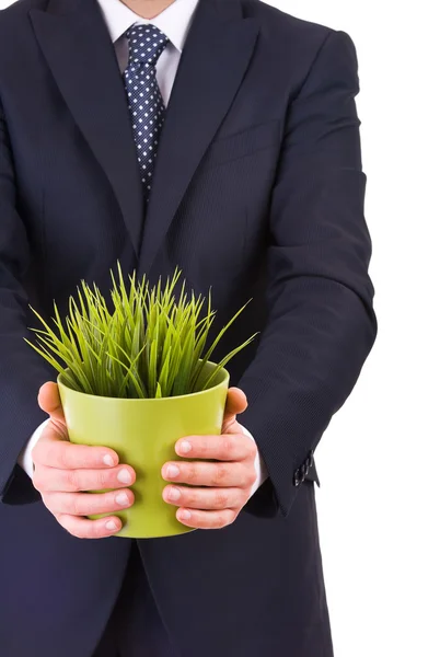 Homme d'affaires tenant une plante en pot. — Photo