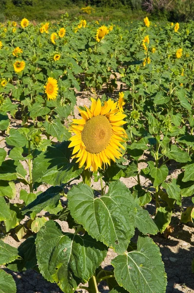 Campo de girasol . —  Fotos de Stock