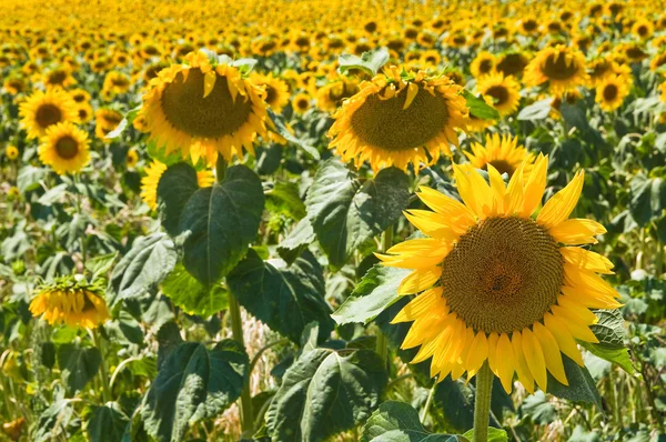 Solros fält. — Stockfoto