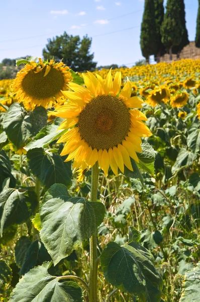 Sunflower field. — Stock Photo, Image