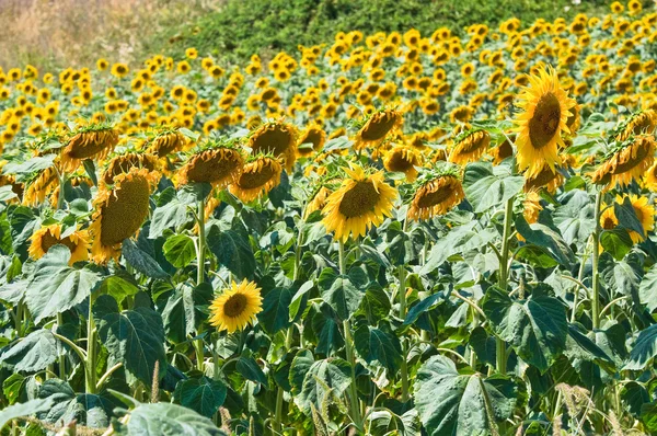 Campo de girasol . — Foto de Stock