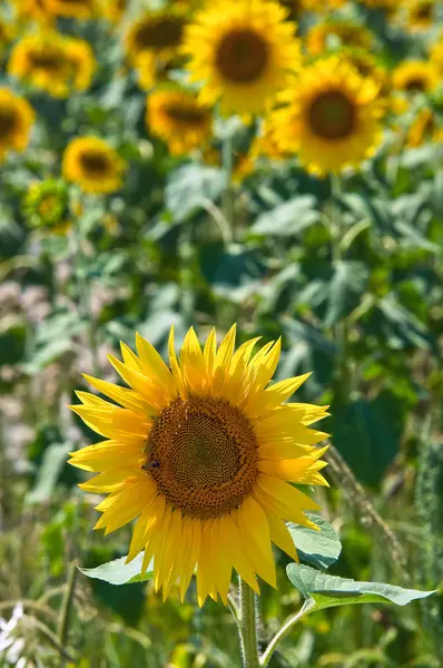 Campo de girasol . —  Fotos de Stock