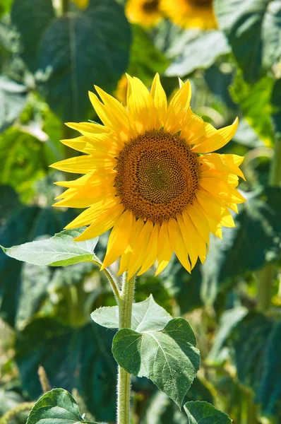 Sunflower field. — Stock Photo, Image