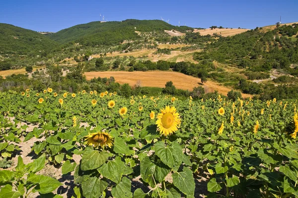 Campo de girasol . —  Fotos de Stock