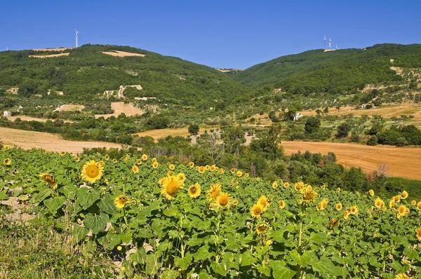 Campo de girasol . —  Fotos de Stock