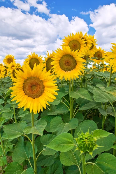 Sunflower field. — Stock Photo, Image