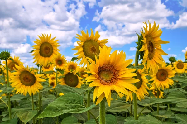 Campo de girasol . —  Fotos de Stock