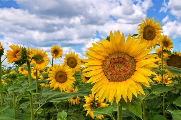 Sonnenblumenfeld. — Stockfoto