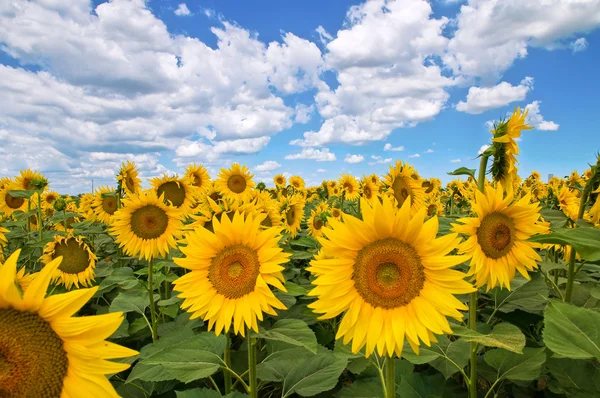 Sunflower field. Royalty Free Stock Photos
