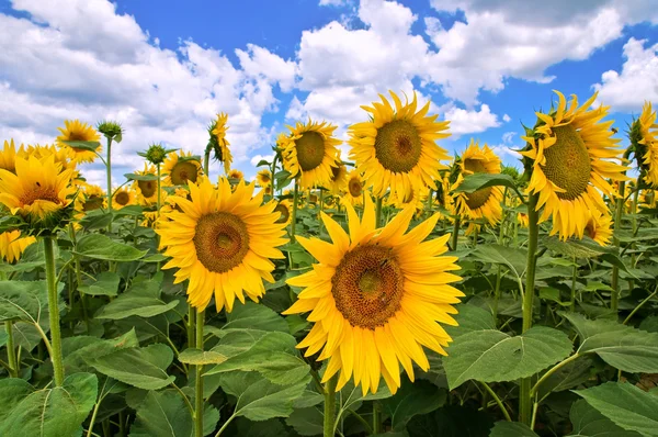 Sunflower field. Stock Image