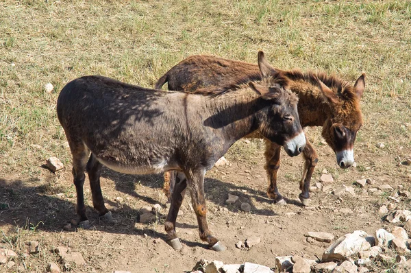 Donkeys. — Stock Photo, Image