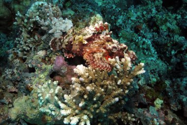 Raggy Scorpionfish