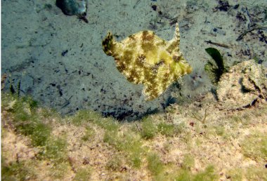 Filefish