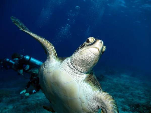 Зелений Hawksbill черепаха — стокове фото