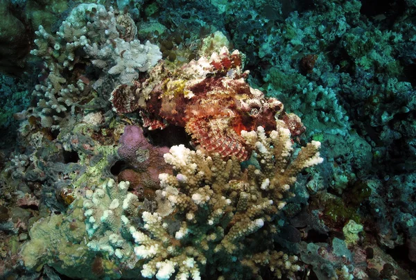 Raggy scorpionfish — Zdjęcie stockowe